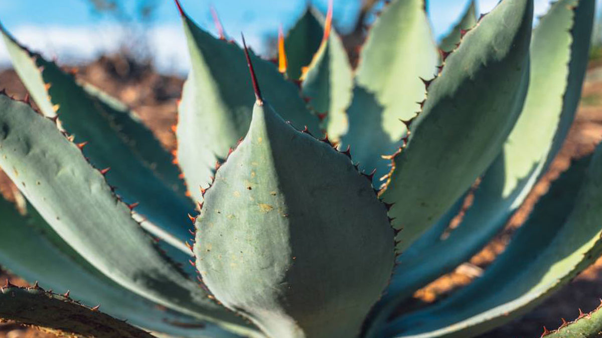 Agave maximiliana
