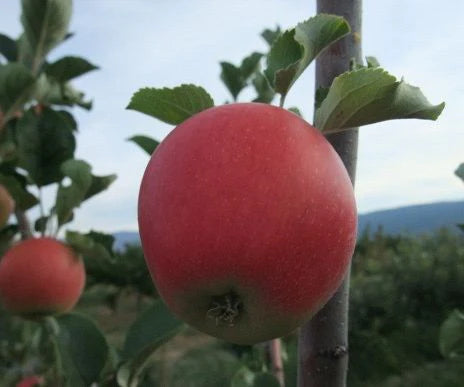 Apple - Malus 'Miki Life'