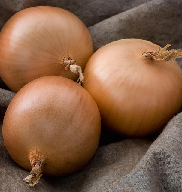 Onions - Patterson (Coated)