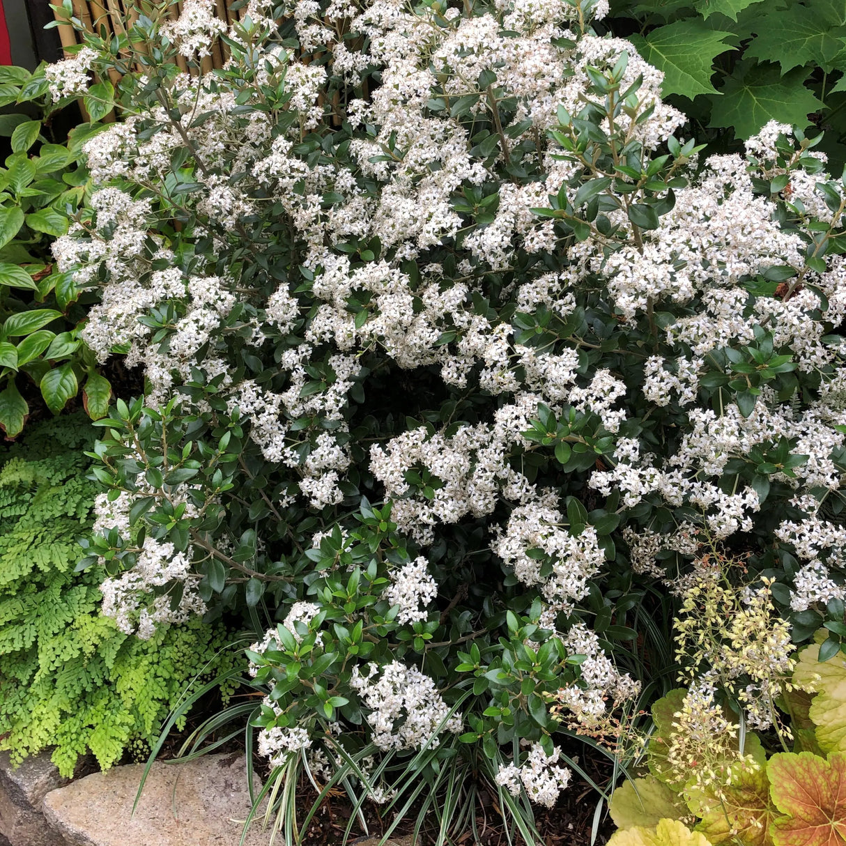 Olearia haastii
