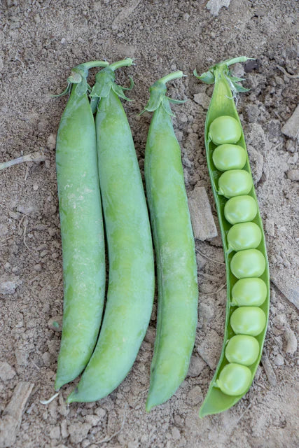 Shelling Peas - 'PLS 595'