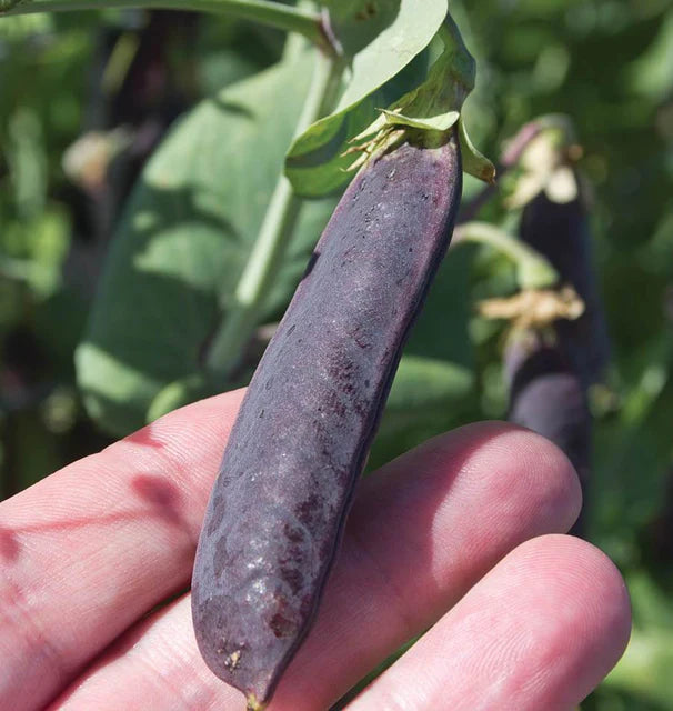 Peas - Purple Mist - Certified Organic