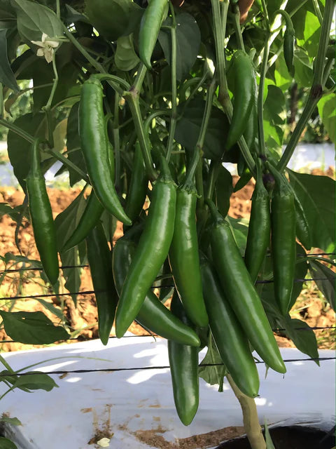 Pepper - Pathfinder F1