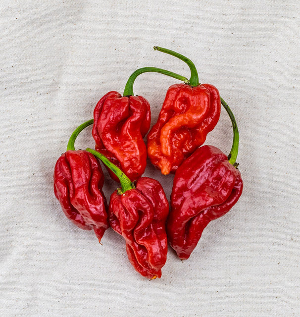 Peppers - Trinidad Moruga Scorpion