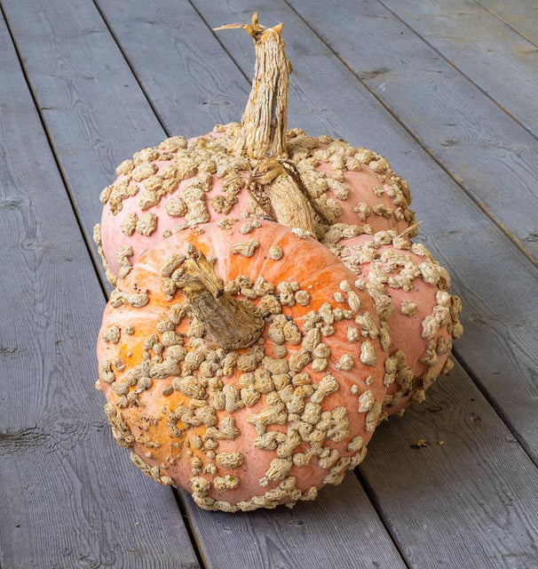 Pumpkins - Galeux D'Eysines - Certified Organic