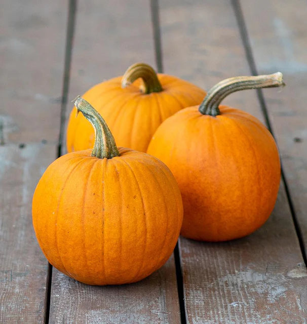 Pumpkins - Small Sugar