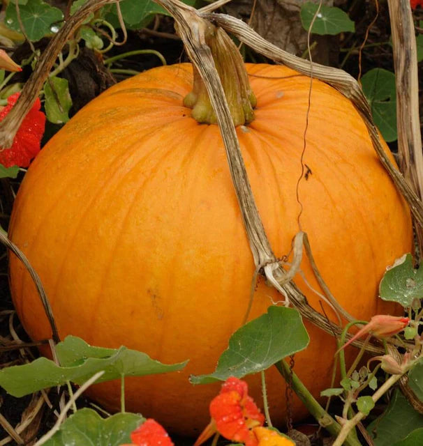 Pumpkins - Jack of All Trades