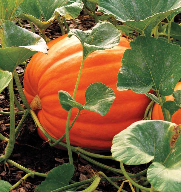 Pumpkins - Big Max