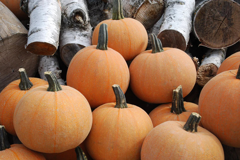 Pumpkin - Winter Luxury - Organic