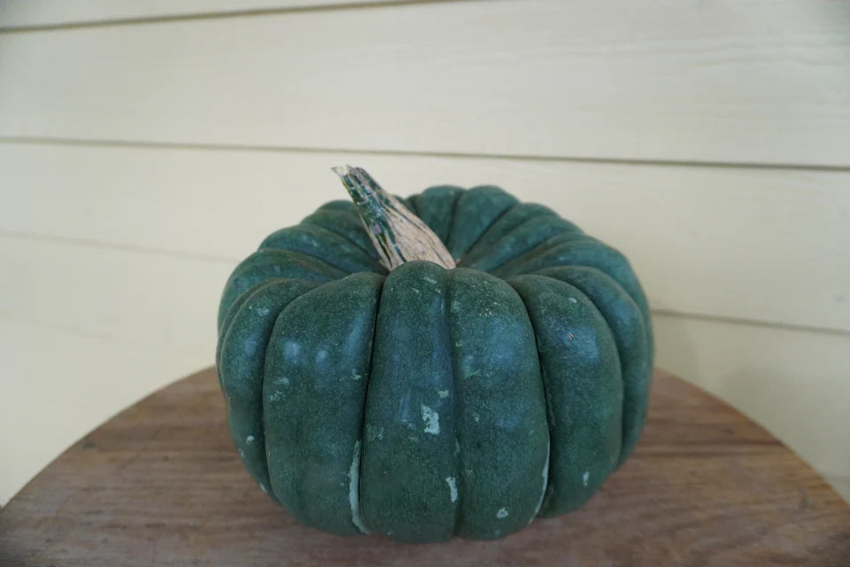 Pumpkin - Jade Knight