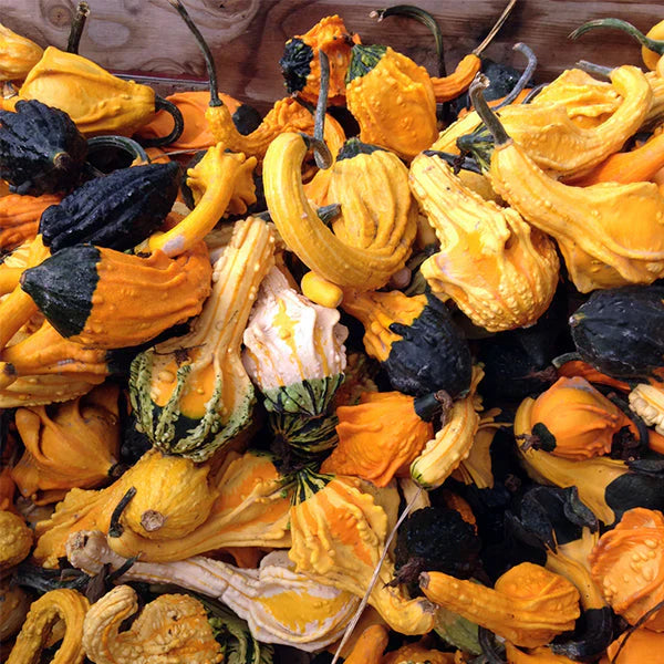 Gourds - Autumn Wings Blend