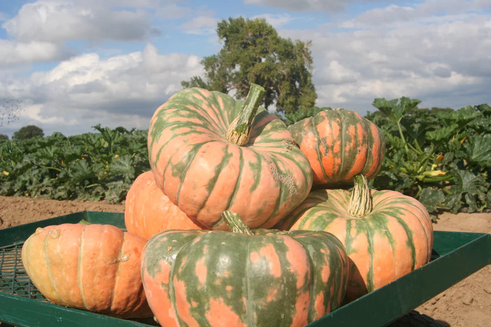 Pumkins - Speckled Hound