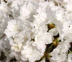 Azalea obtusum 'panda'