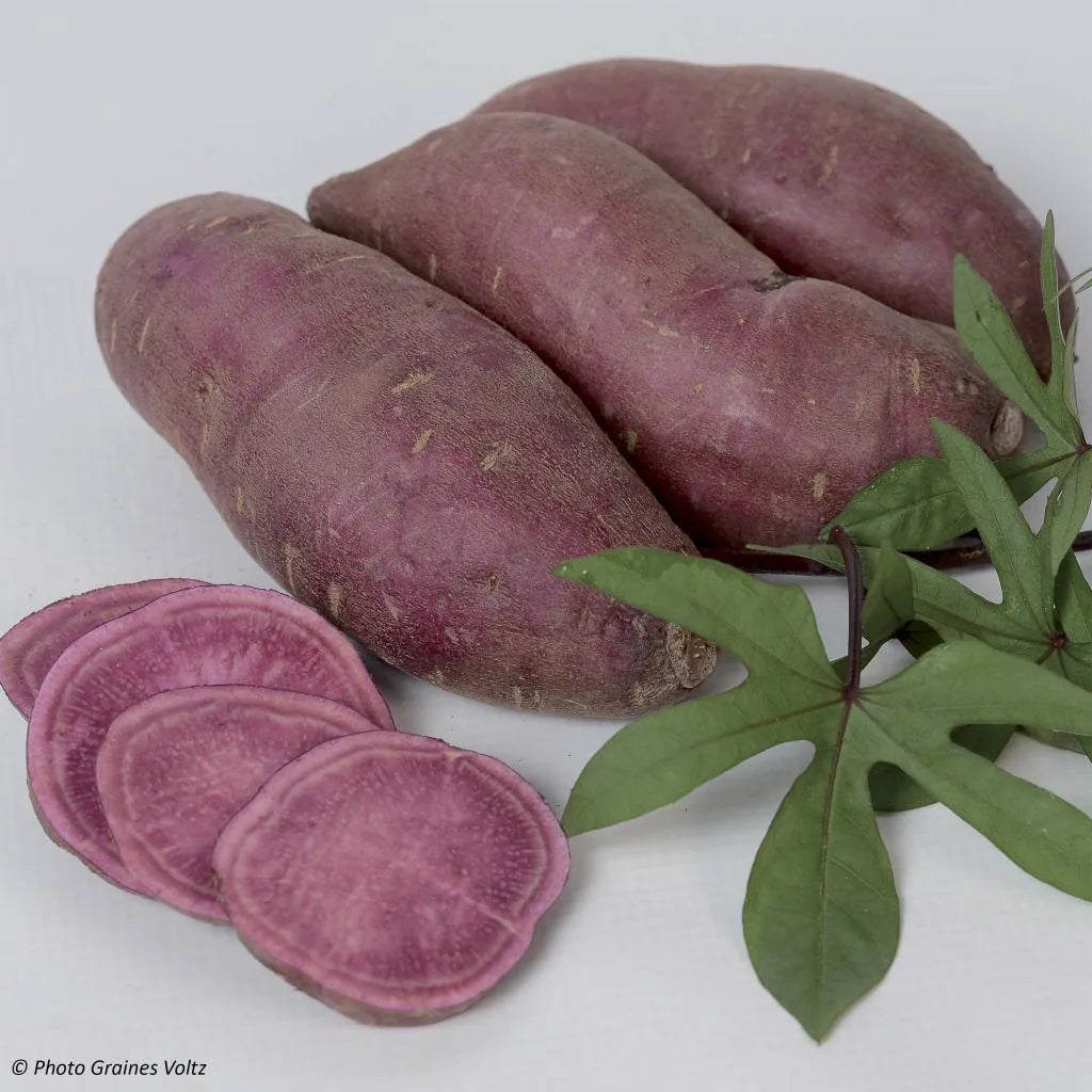 Ipomoea batatas 'Tahiti'