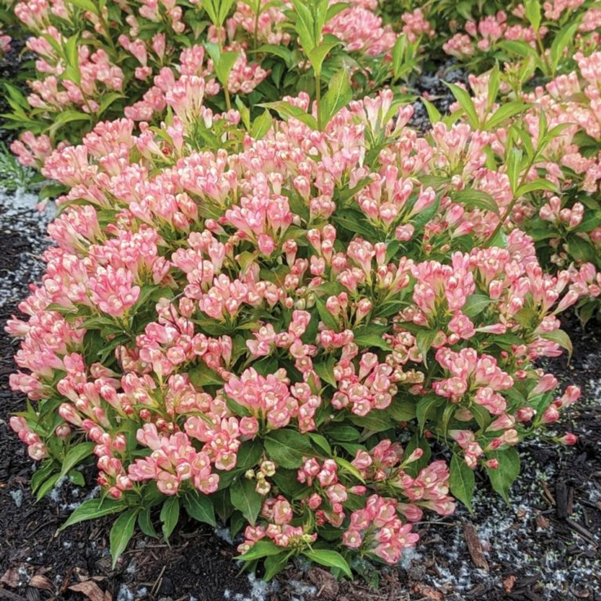 Weigela hybrid 'Peach Kisses'