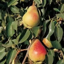 Pear - Pyrus communis 'Orcas'