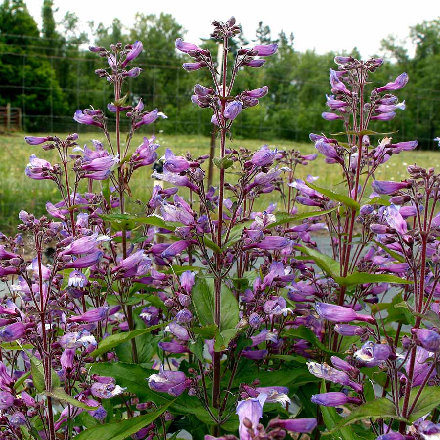 Penstemon 'Nova Twighlight'
