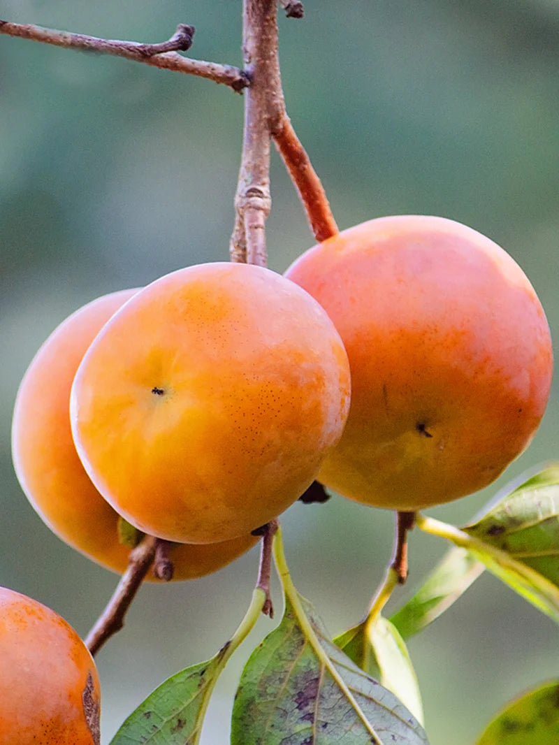 Persimmon- Diospyros kaki 'Fuju Imoto'