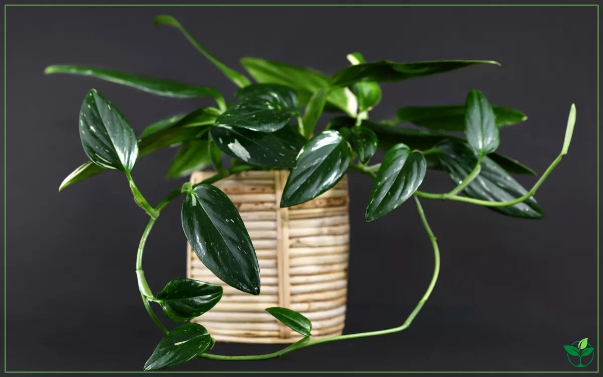 Philodendron monstera 'Cobra'