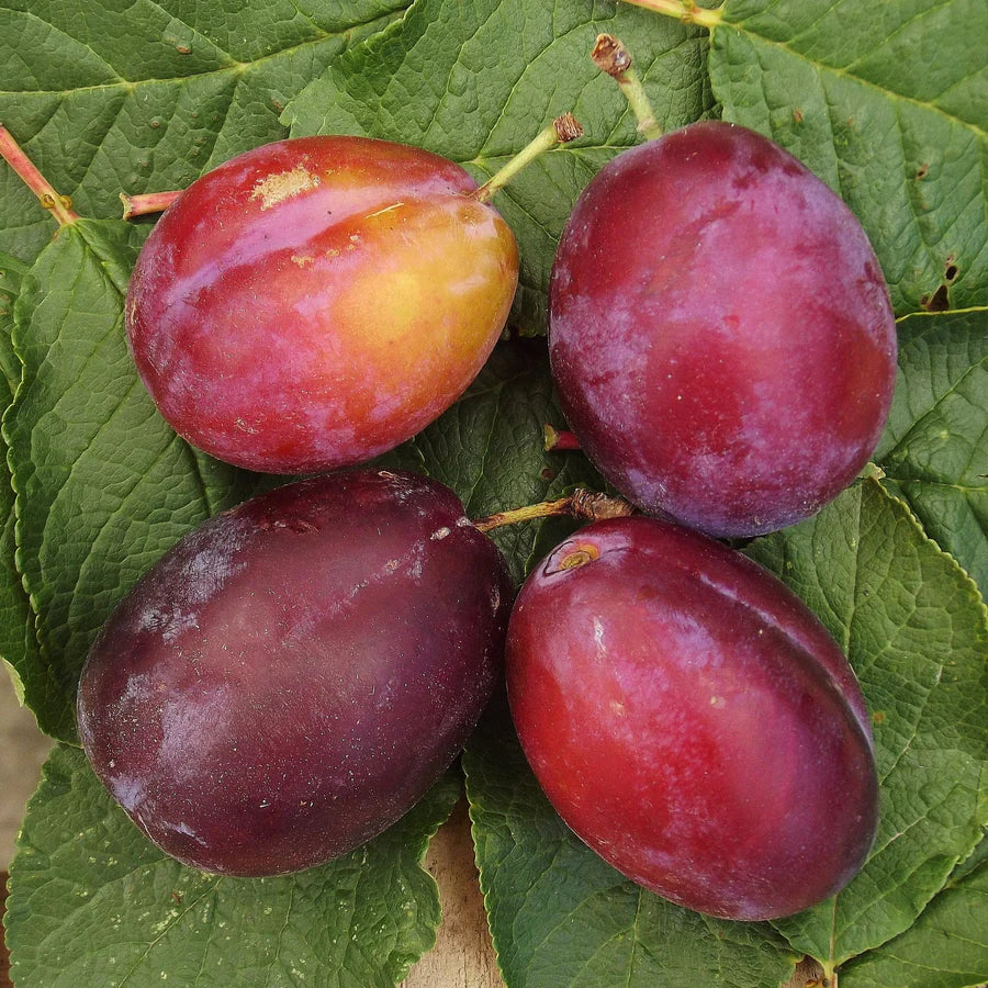 Plum - Prunus Domestica 'French Prune'