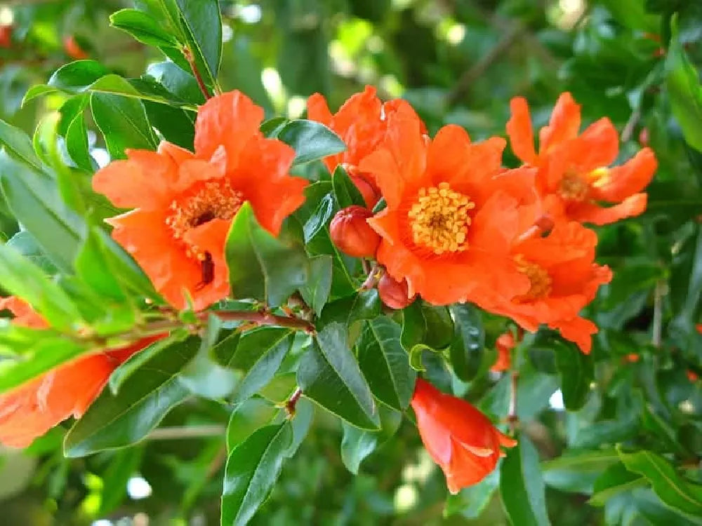 Pomegranate-Punica granatum 'Sweet'