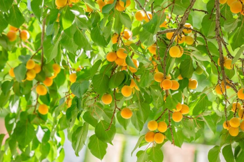 Apricot - Prunus armeniaca 'Wenatchee Moorpark'