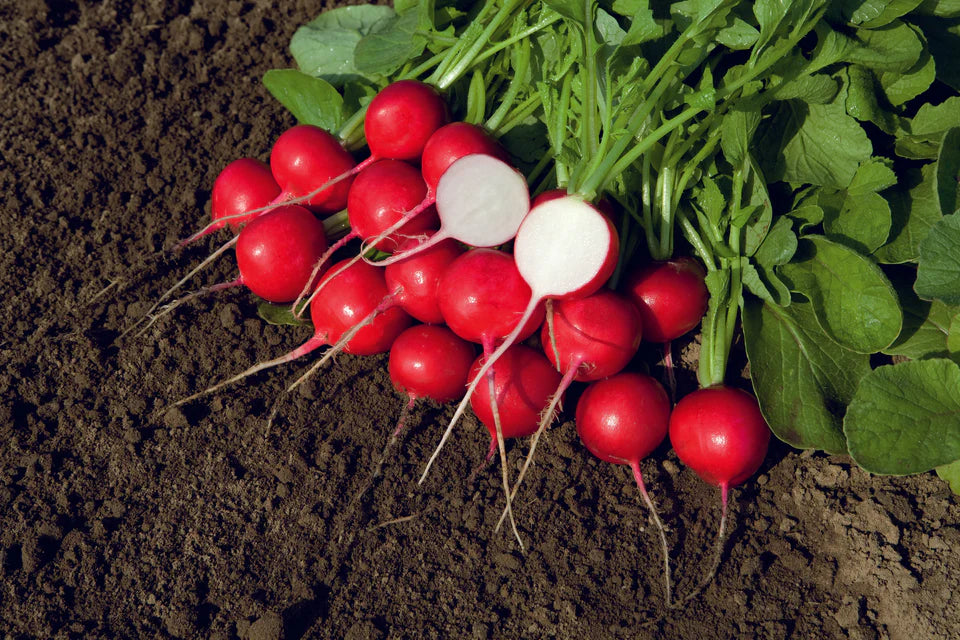 Radish - Rover