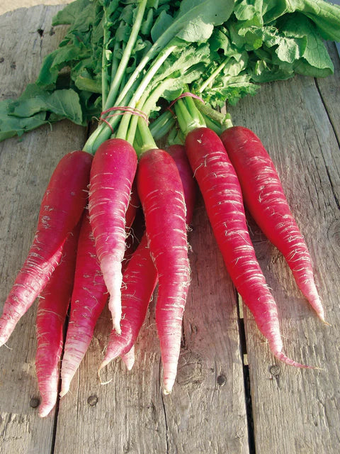 Radish - Ostergruss Rosa 2 - Organic