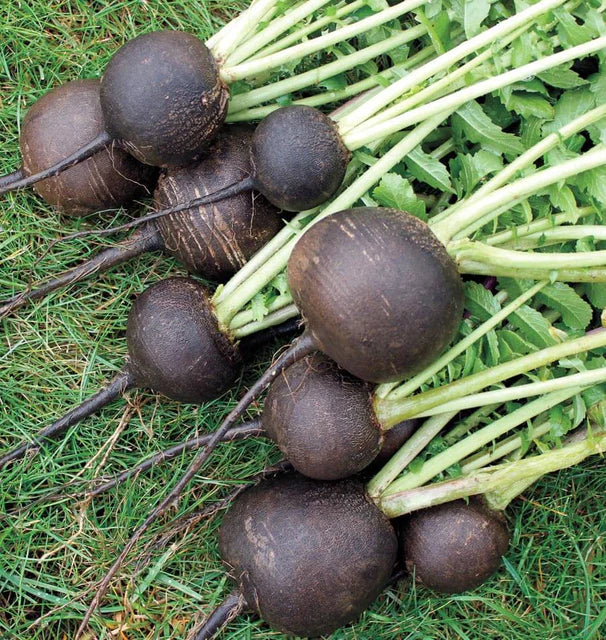 Radish - Black Spanish Round