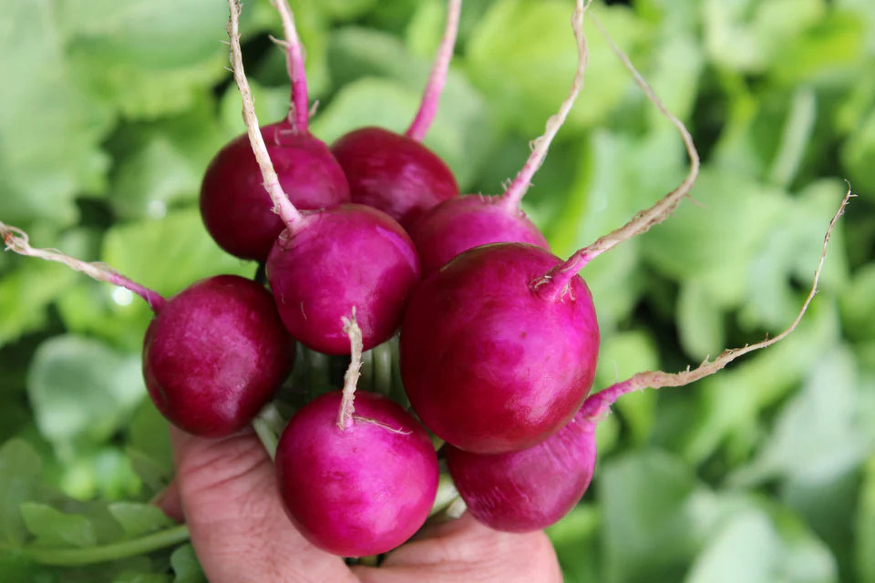 Radish - Purpura