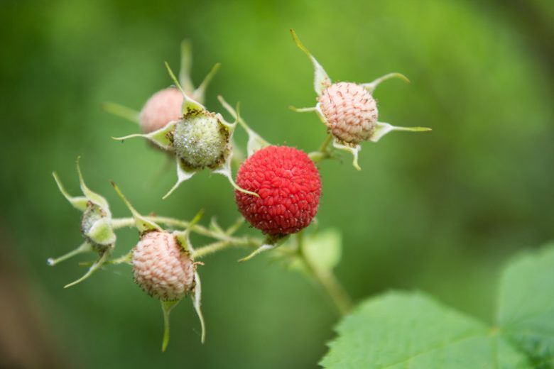 Rubus parviflorus