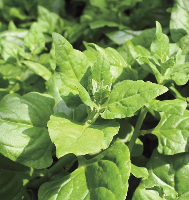 Spinach - New Zealand Spinach