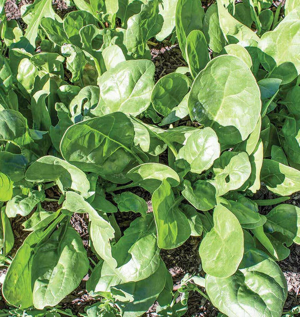 Spinach - Yukon