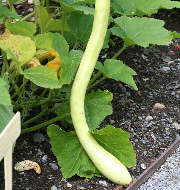 Squash - Tromboncino