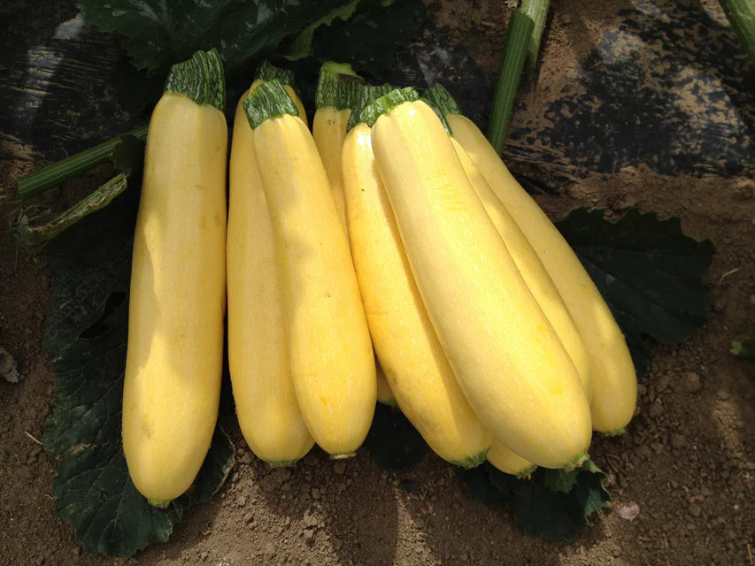 Squash-Summer - Butta F1