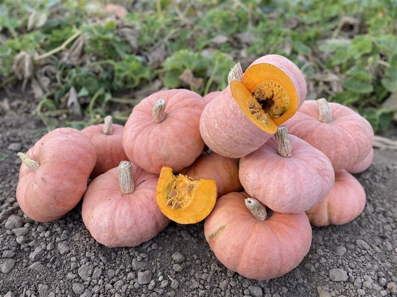 Squash (Kabocha) - Pink Panther