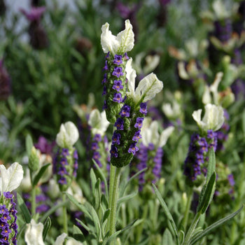 Lavandula stoechas 'Madrid Blue Ipd'