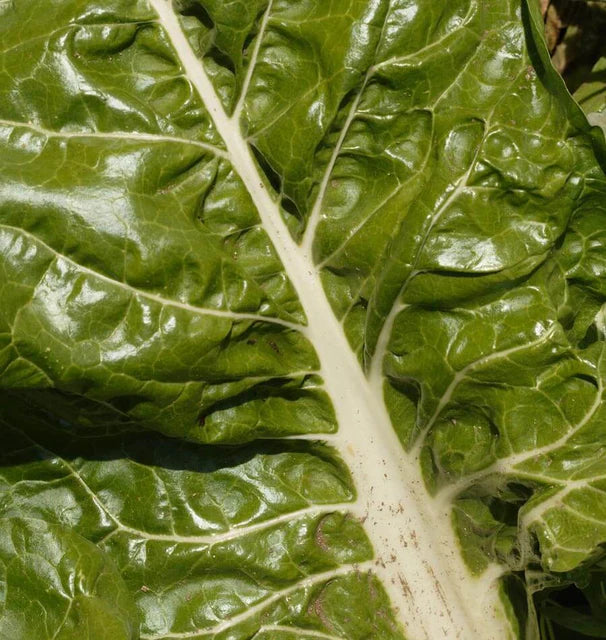Swiss Chard - Fordhook Giant