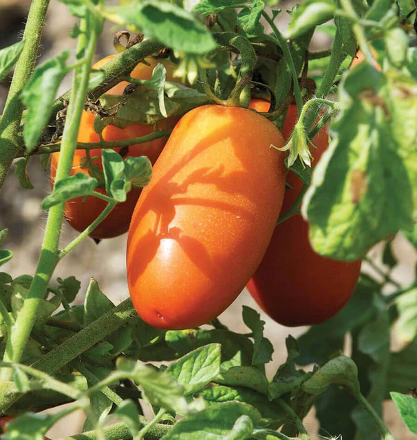 Tomatoes - San Marzano Lampadina 2 - Organic