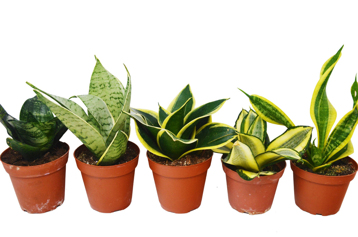 Sansevieria tricuspidata 'Starpower Assorted'
