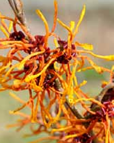 Hamamelis ‘Aphrodite’