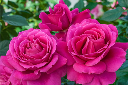 Rosa 'Pretty Lady'