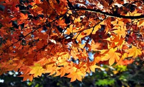 Acer palmatum ‘Harvest Orange’
