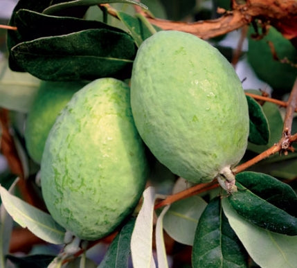 Guava-Acca sellowiana 'Takaka'