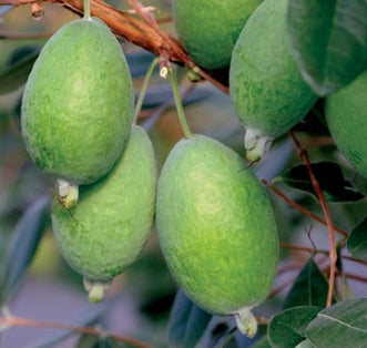 Guava-Acca sellowiana 'Kakariki'