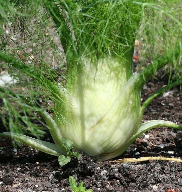 Fennel - Selma Fino