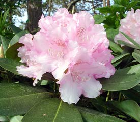 Rhododendron 'Silberwolke'