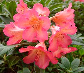 Rhododendron 'Sonota'