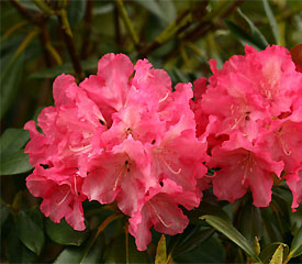 Rhododendron 'Sonatine'