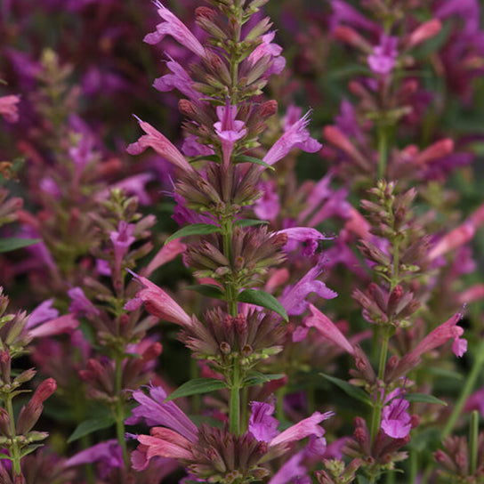 Agastache 'Summerlong Magenta'